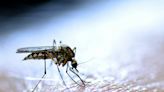 LA County releases lab-raised mosquitoes to fight mosquitoes