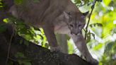 Panther deaths up in Florida from 2023, mostly due to cars