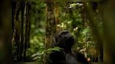 Cincinnati Zoo announces death of ‘truly special gorilla’