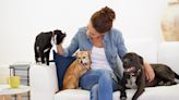How much does a pet sitter cost? Everything you need to know