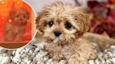 Sweetpea, tiny rescue star of Puppy Bowl 2024, dead at just 5 months old: ‘Lived a charming life’