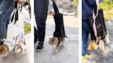 Is a tote bag the new way to ‘walk’ your cat?