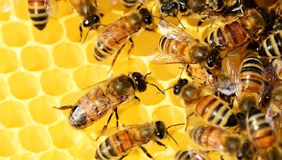 ¿Cómo identificar a una abeja reina y cuál es su labor en el panal?