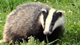 Fermanagh man jailed over badger and cat mauling