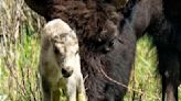 What could make a baby bison white?