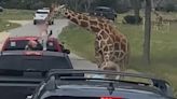 VIDEO: Giraffe tosses toddler at Texas wildlife park