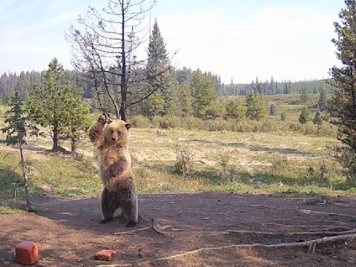 Grizzly bear cub breaks out moves in hilarious trail-cam footage