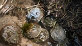 NYS Legislature bans taking horseshoe crabs for fishing, biomedicine use