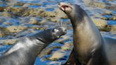 Southern California Sea Lions Stricken By Ocean Toxin