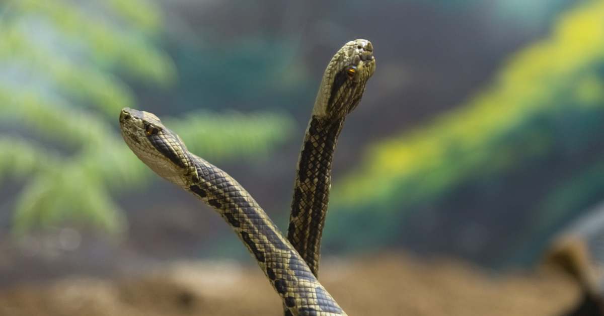 Hikers Capture Unbelievable Footage of Fighting Rattlesnakes