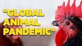 How worried should we be about bird flu?