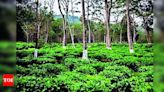 Excessive heat affects tea production in Bengal, Assam | Kolkata News - Times of India