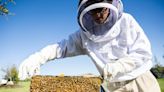 Perspective: Life is sweeter as a beekeeper. Then you get stung