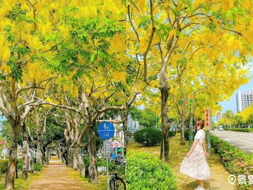 500米市區阿勃勒花海美拍隧道！經典黃金雨街景順遊賞花點一次看