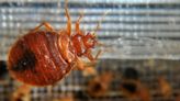 How do you get bed bugs? Here's where you might have gotten them from.