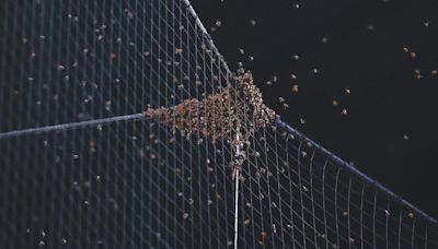 Bee swarm delays Dodgers-Diamondbacks game for two hours