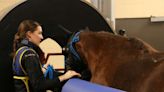 Wisconsin Equine Clinic Adds Standing CT To Imaging Repertoire