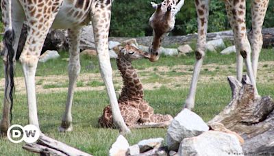 Germany: Rare Rothschild giraffe born at Berlin zoo – DW – 06/24/2024