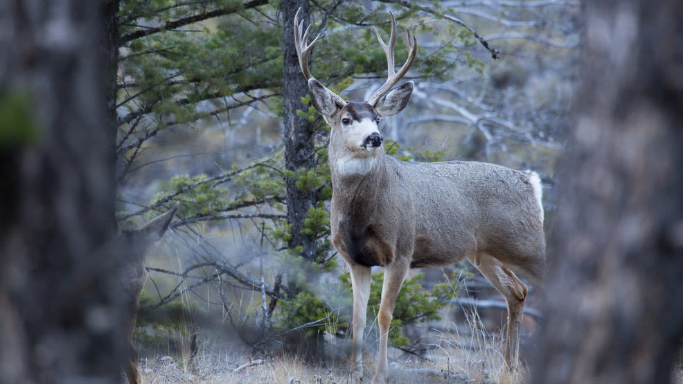 Bedford County man charged with 45 offenses in illegal deer killings