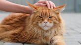 Affectionate Mom 'Catzoned' by Ginger Maine Coon Who Does Not Want Kisses