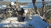 This Bald Eagle Nest Cam in California's Big Bear Valley Will Melt Your Heart