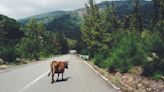 Les routes remodèlent notre planète et modifient l'ADN des animaux