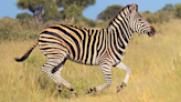 Zebra Tries to Join a Herd of Horses and Total Chaos Ensues