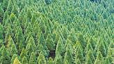 15種樹「易製造臭氧」！環境部點名建議少種 學者：本末倒置