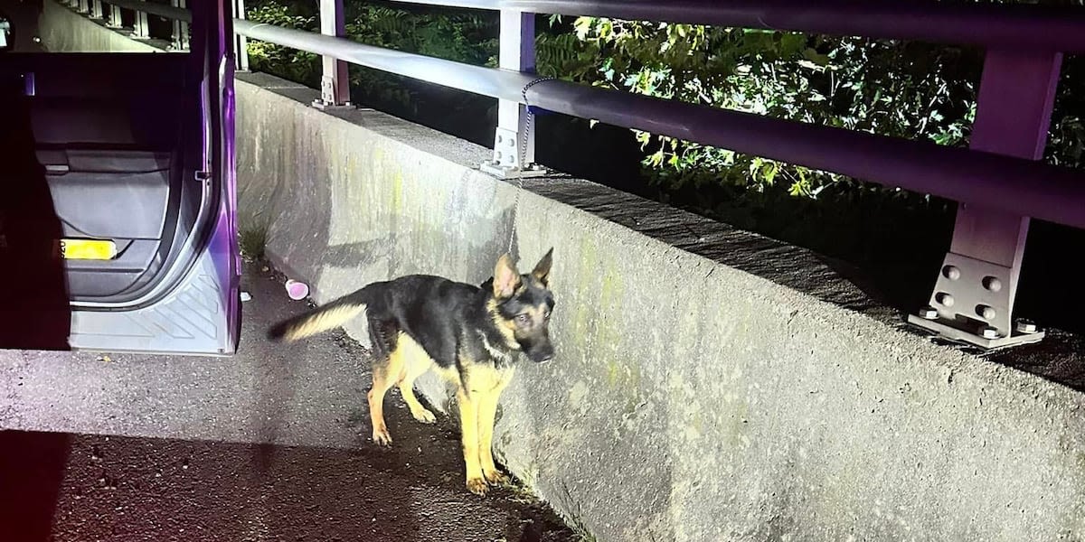 ‘Totally skin and bones’: German shepherd found tied up next to highway, police say