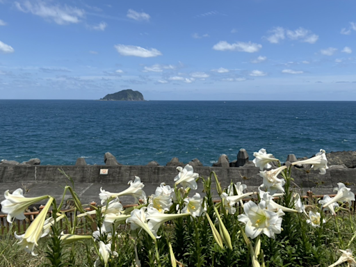 518國際博物館日 一起來種百合花