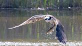CT's ospreys are back, but how many are there? The Audubon Society wants help tracking them.