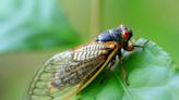 Prepping autistic or sound-sensitive kids for cicada noise
