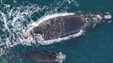 Baby North Atlantic Right Whale — One of Only 360 Left in the World — Dies After Vessel Strike