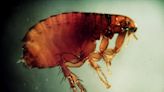 Scrub Hub: How do we get rid of these fleas?