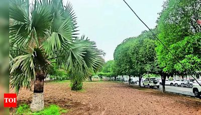 Punjab Agricultural University to Plant Over 1,000 Trees for Campus Beautification | Ludhiana News - Times of India