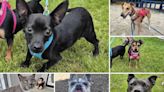 6 pets from RSPCA Dorset who are on the lookout for their forever homes