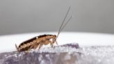 How Did Cockroaches Reach Global Domination?