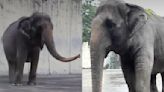 ‘World's saddest elephant’ dies in Manila Zoo after over 40 years in solitary confinement