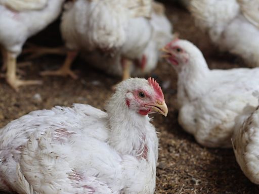 What are the symptoms of bird flu and how does it spread?