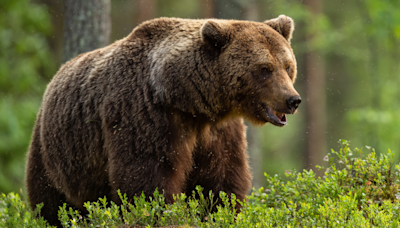 Hiker's Calm Demeanor During Encounter with Grizzly Bear on Montana Trail Has People Shook