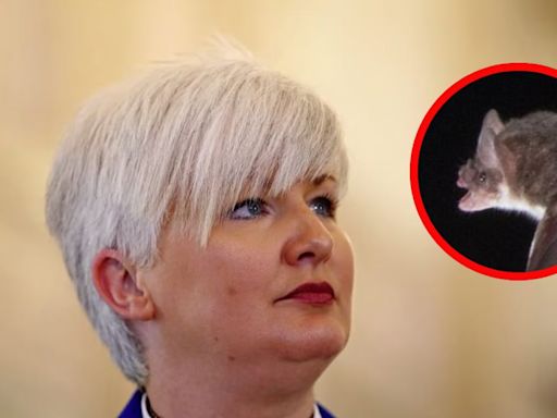 DUP MLA’s objection to Irish language school plans included concern for endangered bats