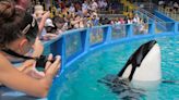 Lolita, la orca que será liberada tras 50 años en cautiverio en el acuario de Miami