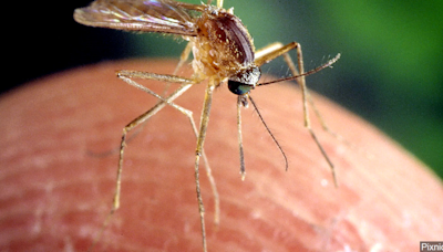 Mosquito pool in Travis County tests positive for West Nile Virus