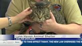 Shelter Spotlight: Tennessee Tom the cat