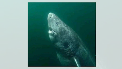 Fact Check: Viral Pic Claims to Show Greenland Shark Born Before Revolutionary War. Here's the Truth