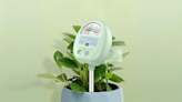 'None of my plants have died from overwatering since I started using this': This soil meter is on sale for just $14