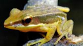 A frog in India has a mushroom sprouting out of it. Researchers have never seen anything like it