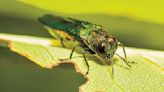 Emerald Ash Borer removal continues through Lake Elmo