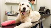 The Best Pet Insurance Plans and Options, & What to Make Sure Your Plan Has, According to Experts