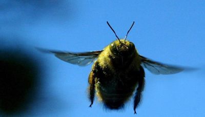 Research: Rising temperatures threatening bumblebee populations